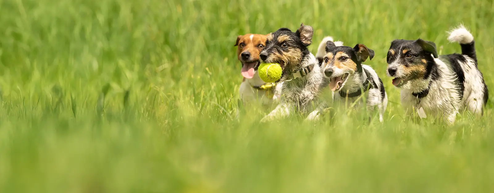 Cani che corrono liberi
