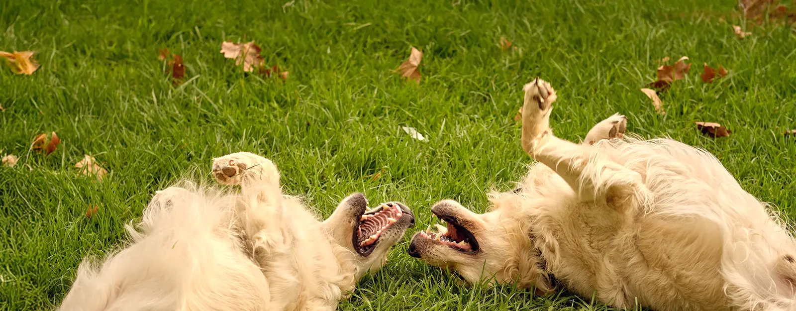 Cani che giocano all'aperto