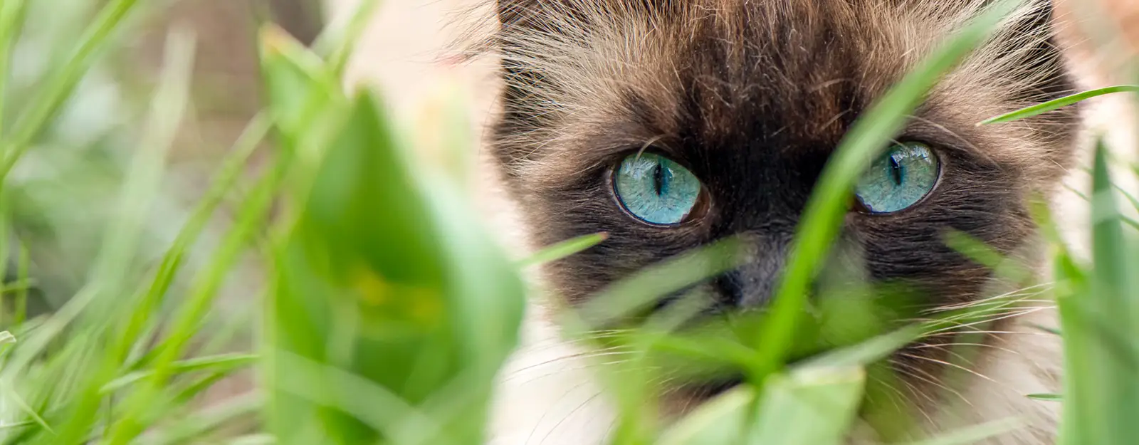 Gatto nell'erba